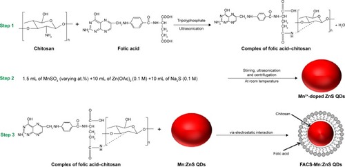 Figure 1 Schematic representation of the steps involved during the synthesis of FACS-Mn:ZnS nanocomposite.Abbreviations: FACS-Mn:ZnS, folic acid–chitosan stabilized Mn2+-doped ZnS; QDs, quantum dots; ZnS, zinc sulfate.