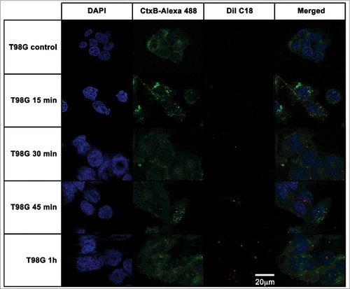 Figure 6. T98G glioblastoma cells internalization of EVs from A. castellanii. EVs were stained with DiI C18 (red-stained) and incubated with the CHO for different time points. T98G nuclei were stained with DAPI (blue) and the CtxB- Alexa 488 (green) was used to stain the GM1 ganglioside, a lipid raft marker located on the cell membrane. A. castellanii EVs co-localized with the lipid rafts, suggesting association of GM1 on the T98G internalization of EVs. At early time points, EVs are associated to the membrane of T98G cells; at 1 h, EVs seems to be randomly distributed through the cytoplasm of T98G cells. Results are representative of at least 10 different fields.