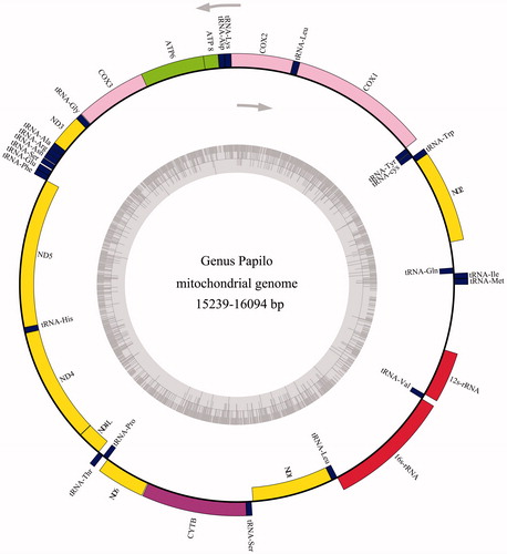 Figure 1. Gene map of the Papilio mitochondrial genome. Genes lying outside of the outer circle are transcribed in the clockwise direction whereas genes inside are transcribed in the counter clockwise direction.