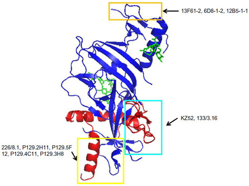 Figure 3 Binding sites for bNAbs on EBOV GP.