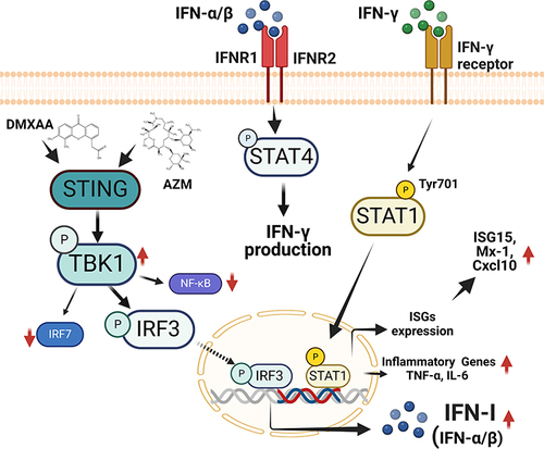 Figure 8 The proposed effect of Azithromycin and STING agonist (DMXAA) on macrophages. Co-treatment of AZM and DMXAA increased the expression of STING-TBK1-IRF3 signaling, leading to the up-regulation of IFN-I production. IFN-I can induce the activation of IFN- γ, resulting in the induction of STAT1 signaling and increasing ISG and pro-inflammatory cytokines expression. This figure was constructed by biorender.com.