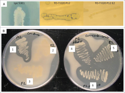 Figure 4. Lipolytic and antibacterial activity of the abgT gene. (A) Clone TO-T-020-P12 produced weak lipolytic activity on agar plates containing 1% tributyrin. When the abgT gene was disrupted by Tn5 insertion in TO-T 020 P12 E2 lipolytic activity was lost. Metagenomic lipase Lpc53E1 was previously characterized in our laboratory and was used for comparison of lipolytic activity. (B) Random mutagenesis of fosmid TO-T 020 P12 produced 2 mutants unable to inhibit the growth of B. subtilis DSM10. Both mutants regained the ability to inhibit growth after complementation of the disrupted abgT gene. (1) TO-T- 020-P12 (2) TO-T-020-P12 E2 (3) TO-T-020-P12 F2 (4) TO-T-020-P12 with pBadMyc-HisA-AB-RH1 (5) TO-T-020-P12 E2 with pBadMyc-HisA-AB-RH1 (6) TO-T-020-P12 F2 with pBadMyc-HisA-AB-RH1.