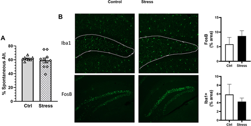 Figure 8 Stress does not affect spontaneous alternations or hippocampal FosB in CD14−/− mice. CD14−/− mice were exposed to stress for 6 consecutive days prior to assessing cognitive behavior (Y maze). (A) Exposing CD14−/− mice to stress did not affect percentage of spontaneous alternations in the Y maze. (B) Representative sagittal brain hippocampal sections from experimental groups stained with either FosB or Iba1. FosB and Iba1 in the hippocampus were not affected when CD14−/− were exposed to stress. n = 6–9 mice per group from 3 replicate experiments.