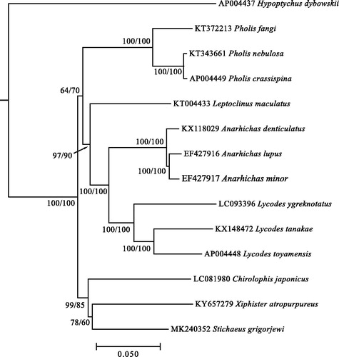 Figure 1. NJ-phylogenetic tree demonstrating the relationships among zoarcoid fishes built on complete sequences of mitochondrial genome. Numbers in nodes indicate support values based on 1000 replicates of non-parametric bootstrap test in order NJ/ML.