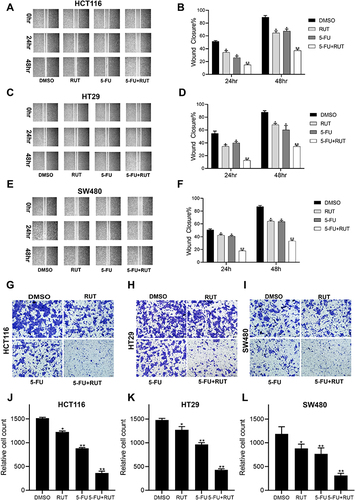 Figure 4 Wound and Transwell assays results showing the effects of different drug treatments on migration of HCT116, HT29 and SW480 cell. (A–F) The results of wound healing test showed that the migration ability of cells treated with DMSO (control), RUT (5μM), 5-FU (10μM), RUT (5μM) and 5-FU (10μM). (G–L) The results of transwell assay showed that the migration ability of cells treated with DMSO (control), RUT (5μM), 5-FU (10μM), RUT (5μM) and 5-FU (10μM). (Scale bar: 100μm). n=3,*P < 0.05, **P < 0.01, compared with DMSO group.