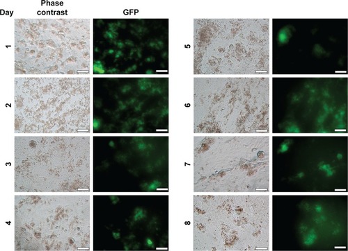 Figure 3 Phase contrast and GFP channel for image captures of Vero cells with NPC during 8 days (400×), in inverted fluorescent optical microscopy (Axio Vert.A1; Carl Zeiss Meditec AG, Jena, Germany); scale bar: 50 µm.Abbreviations: GFP, green fluorescent protein; NPC, curcumin-loaded polycaprolactone nanoparticles.