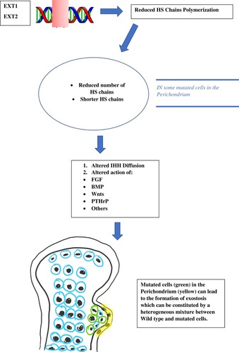 Figure 1 Brief description of the HME pathogenesis.