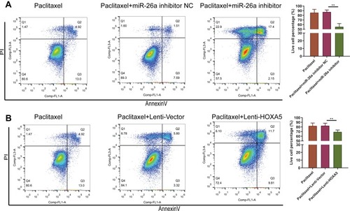 Figure 6 Down-regulating miR-26a-5p or overexpressing HOXA5 increased cell sensitivity to paclitaxel. (A) miR-26a-5p inhibitor increased paclitaxel-induced cell apoptosis. (B) Overexpressing of HOXA5 increased paclitaxel-induced cell apoptosis. Data are presented as mean±S.D. of three independent experiments. **P<0.01.