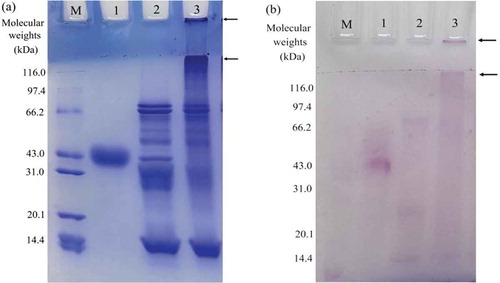 Figure 1. SDS-PAGE profiles of the assayed samples stained for protein (a) and saccharide (b) detection. Lane M, standard protein markers with molecular weights of 14.4–116.0 kDa; Lane 1, horseradish peroxidase; Lane 2, soybean protein isolate (SPI); Lane 3, glycated and cross-linked SPI. The arrows indicate the bands of protein polymers of higher molecular weights in the samples.Figura 1. Perfiles de SDS-PAGE de las muestras de ensayos teñidas para la detección de proteína (a) y sacárido (b). Línea M, marcadores proteínicos estándar con pesos moleculares entre 14,4–116,0 kDa; Línea 1, peroxidada de rábano picante; Línea 2, aislado de proteína de soja (SPI); Línea 3, SPI glicado y reticulado. Las flechas indican las bandas de polímeros proteínicos con mayor peso molecular en las muestras.