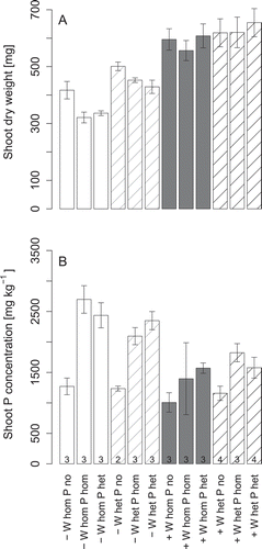 Figure 2 Shoot dry weights (A) and phosphorus (P) concentrations (B) of white lupin (Lupinus albus L.) grown at low (–) or high water supply (+), in homogeneous (W hom) or heterogeneous (W het) substrate with no additional P supply (P no), homogeneous P fertilization (P hom) or heterogeneous P fertilization (P het). Bars represent averages of all plants with herringbone root system. The numbers of replicates is given at the bottom of each bar in the lower graph. The error bars give the standard errors of the means.
