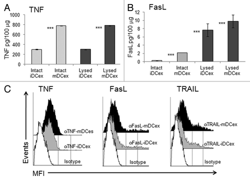 Figure 2. DCex express TNF superfamily ligands. (A,B) Quantification of surface-associated and total TNFSFLs of DCex. Untreated (Intact) or lysed (Lysed) iDCex and mDCex were examined by ELISA for the presence and quantity of surface-associated and total TNFSFL, respectively. TNF (A) and FasL (B) were measured using ELISA. Data are means + SD of triplicates pg/100 μg DCex. Asterisks indicate statistical significance (***, p < 0.001) of data differences between Intact iDCex vs. Intact mDCex, Lysed iDCex vs. Lysed mDCex in A; Intact iDCex vs. Intact mDCex, Intact vs. Lysed iDCex, and Intact vs Lysed mDCex in B. C. Analyses of DCex membrane-bound TNFSFLs. Purified intact iDCex and mDCex were bound to 2.8 μm Dynabeads coated with anti-class II MHC antibody, stained with fluorochrome-conjugated anti-TNF (αTNF), anti-FasL (αFasL), anti-TRAIL (αTRAIL) or isotype control (Isotype) antibodies. Data are MFI from a representative experiment of 4 experiments performed.