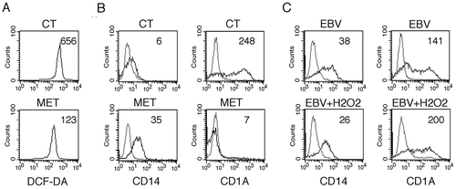 Figure 7. ROS reduction by metformin prevents monocyte differentiation, while H2O2 rescues it in EBV-infected cells. (a) FACS analysis of ROS production by differentiating monocytes exposed or unexposed to metformin (MET) and cultured with CSF2 and IL4 for 5 days, as measured by DCFDA staining. (b) FACS analysis for CD14 and CD1A expression of differentiating monocytes cultured for 5 days with CSF2 and IL4 in the presence or absence of metformin (MET) (10 mM). (c) FACS analysis for CD14 and CD1A expression of EBV-infected monocytes cultured for 5 days with CSF2 and IL4 in the presence or absence of H2O2 (200 mM). Solid grey peaks represent the isotype controls. The mean of fluorescence intensity is indicated and one representative experiment out of 3 is shown.