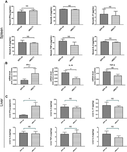 Figure 2 Cytokine levels in the serum and liver. (A) Cytometric bead array analysis showing similar levels of several serum cytokines between treated mice and GFP-ctl mice, including IFN-γ, IL-2, IL-17, IL-6, TNF-α and IL-4. (B) Reverse transcription-quantitative PCR showing increased IFN-γ, decreased IL-10 and similar TGF-β RNA levels in liver of the rMULT1 group relative to the GFP-ctl group. (C) Cytometric bead array analysis of liver tissue showing elevated IFN-γ, unchanged IL-2, IL-17, IL-6, TNF-α and IL-4 in treated group. Comparisons were between rMULT1 and GFP-ctl, *P<0.05.