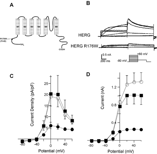 Figure 4. A) A schematic view of the HERG channel protein, indicating the location of the HERG R176W (HERG‐FinB) mutation. B) Current recordings obtained from HERG‐ or HERG R176W‐transfected cells according to the pulse protocol shown. C) Comparison of current density obtained at the end of a 1‐second test pulse from cells transiently transfected with DNA encoding for HERG (1.5 µg, open circle, n = 17), HERG R176W (1.5 µg, solid circle, n = 23), and HERG+HERG R176W (0.75 µg each, solid square, n = 17). Currents were elicited by application of potentials ranging from −80 mV to +50 mV for 1 s, then depolarized to −40 mV for 1 s. D) Current‐voltage relationships were obtained from the same pulse protocol by plotting the maximum current obtained at −40 mV versus test potential, for HERG (n = 31), HERG R176W (n = 21), and HERG+HERG R176W (n = 19). Symbols are as in C.
