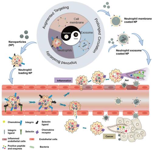 Figure 1 Schematic illustration of tumor and inflammation therapies by employing neutrophils, cell membrane and exosome as nanodrug delivery system, with the advantages in augmented targeting, prolonged circulation and improved biostability.