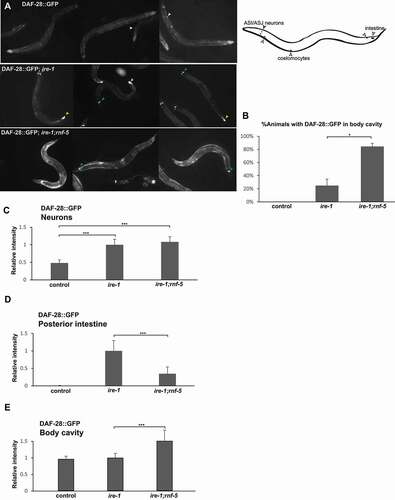 Figure 4. RNF-5 inactivation restores DAF-28::GFP secretion from the intestine of ire-1 mutants. (A) Representative fluorescence micrographs of day-3 transgenic animals of the indicated genotype expressing an integrated DAF-28::GFP transgene. Arrowheads indicate DAF-28::GFP in the coelomocytes (white arrows), in the posterior intestine (yellow arrows) and in the anterior sensory neurons (green arrows). (B) Percentage of transgenic animals of the indicated genetic backgrounds with high levels of DAF-28::GFP in their body cavity (each animal was qualitatively scored for the accumulation of fluorescent GFP in the posterior intestine). (C-E) Bar graphs showing the relative mean fluorescence measured in the DAF-28::GFP expressing neurons (C), in the DAF-28::GFP expressing intestinal cells (D) and in the body cavity of the animals (E). Note that the rnf-5 mutation increases the GFP signal beyond background autofluorescence from the intestine (see materials and methods). More than 45 animals were analyzed per strain. In C and D, values are the normalized total fluorescence ± SEM. In E, values are the normalized mean fluorescence ± SEM p < 0.05 (*), p < 0.001(**), and p < 0.0001 (***) by t-test