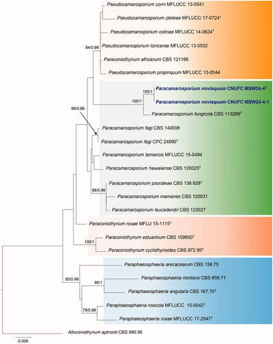 Figure 1. Maximum likelihood phylogenetic tree inferred from combined dataset of ITS and LSU sequence data for Paracamarosporium noviaquum CNUFC MSW24-4, Pa. noviaquum CNUFC MSW24-4-1, and related species. Bootstrap support values for maximum likelihood (MLBS) higher than 70% and Bayesian posterior probabilities (BPP) greater than 0.95 are indicated above or below branches. Alloconiothyrium aptrootii CBS 980.95 was used as the outgroup. The newly generated sequences are indicated in bold blue. T = ex-type.