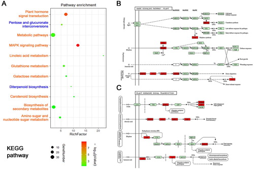 Figure 5. KEGG analysis of differential salt-responding genes in Arabidopsis root. (A) KEGG enrichment analysis of up-regulated genes (yellow colored) and down-regulated genes (blue colored) in Arabidopsis root. Circle size represents the number of genes, and circle color represents the P-value, (B) the representative up-regulated MAPK signaling pathway in Arabidopsis root, (C) the representative up-regulated hormone signal transduction pathway in Arabidopsis root.