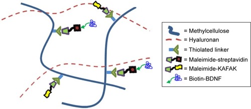 Figure 1 Schematic diagram of hydrogel composed of hyaluronan and MC for use as a drug delivery platform of KAFAK and BDNF.Note: Taking advantages of chemical conjunction of thiol maleimide and biotin–streptavidin, MC is chemically modified with KAFAK and BDNF to enable the sustained release of them.Abbreviations: BDNF, brain-derived neurotrophic factor; KAFAK, KAFAKLAARLYRKALARQLGVAA; MC, methylcellulose.