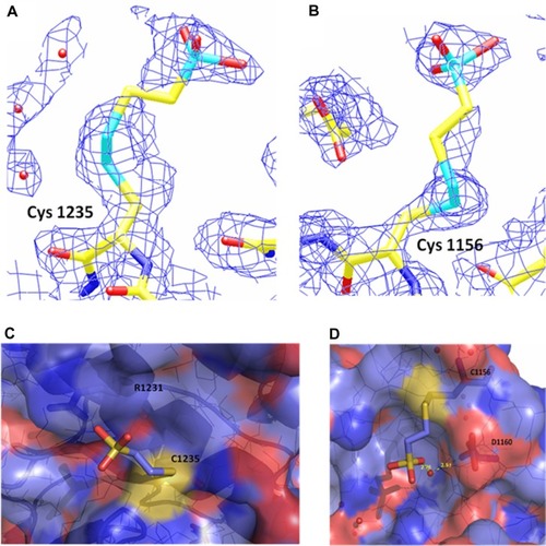 Figure 2 Electron density and binding site maps showing BNP7787-derived mesna-cysteine adducts on ALK.