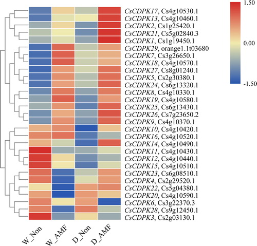 Figure 4. Expression profiles of the CsCDPK genes responding to AMF colonization and/or drought stress. Note: The colour scale represents the log2 expression values; the red and blue colours indicate high or low transcript abundances compared to the relevant control (non-AMF plants under the well-watered condition), respectively.