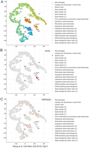 Figure 3. scRNA-Seq expression data in testis for ACE2 and TMPRSS2. (A) A color-coded scatter plot identifies testicular cells types as shown in the legend. Regions showing clusters of macrophages (MP), Sertoli cells (SE), Leydig and peritubular cells (LE&PT), spermatogonia (SG), spermatocytes (SC) and spermatids (ST) are indicated. (B,C) Expression data are shown for genes as indicated at the top. The figure was created by M. Primig using the Reproductive Genomics Viewer’s scatter plot function (https://rgv.genouest.org; Darde et al., Bioinformatics Citation2019)