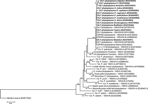 Fig. 2 Phylogenetic tree based on the G813/AwkaSR sequences of the CILY phytoplasma and reference 16Sr phytoplasma groups. ‘Ca. P. sp’: ‘Candidatus Phytoplasma sp.’; CILY: Côte d’Ivoire lethal yellowing; CSPWD: Cape St. Paul Wil Disease; H. crudus: Haplaxius crudus; V1: Palmindustrie V1; LYM: Lethal Yellowing – Mozambique; LD: Lethal Decline. Ribosomal group/subgroup when available are reported before the GenBank accession numbers in parentheses.