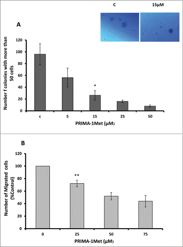Figure 3. Anti-tumor activities of PRIMA-1Met in WM cells. (A) Dose dependent decrease in BCWM-1 colony formation abilities was measured by colony assay after 7 d. (B) Dose dependent decrease in BCWM-1 cell migratory abilities was measured by Boyden chamber assay after 8 h of incubation. Error bars = SEM, * P = <0.05,** P = <0.01.