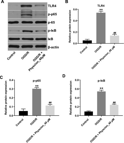 Figure 4 Physcion attenuates OGD/R-induced injury in SH-SY5Y cells via inhibiting the TLR4/p65 pathway. SH-SY5Y cells were exposed to OGD for 4 h, and then reoxygenated in the presence of 40 μM Oroxylin A for 24 h. (A) Expression levels of TLR4, p-p65, p-IκB in SH-SY5Y cells were detected with Western blotting. (B–D) The relative expressions of TLR4, p-p65, p-IκB in cells were quantified via normalization to β-actin, p65 and IκB. **P<0.01 compared with control group; ##P<0.01 compared with OGD/R group.