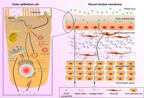 Figure 10 Schematic diagram of the transport pathways of NPs in the outer epithelium of the RWM (left) and the passage loci of PLGA NPs in the RWM (right). Black solid arrows indicate the pathways that were directly or indirectly proven in this study.Abbreviations: PLGA NPs, poly (lactic-co-glycolic acid) nanoparticles; RWM, round window membrane; MβCD, methyl-β-cyclodextrin; MON, monensin sodium salt; BFA, brefeldin A.