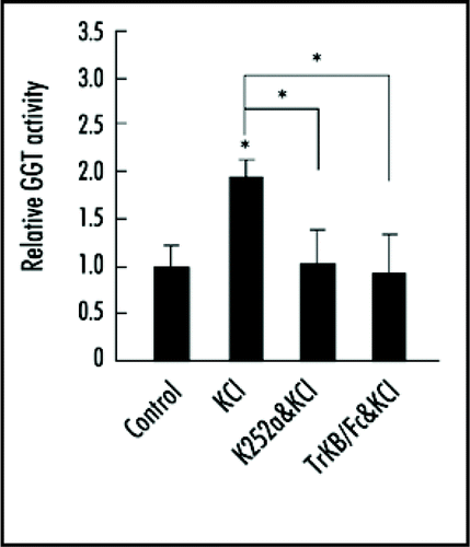 Figure 1 KCl depolarization-induced GGT activation was blocked by K252a or TrkB/Fc. Neurons at DIV6 were pretreated with K252a or TrkB/Fc respectively for 45 min, then treated with KCl for another 45 min. After treatment, neurons were lysed and GGT activity was assayed by using Dansyl-GCVLL as substrate. Data shown are mean ± SEM of three independent experiments, with each performed in triplicate. All values were normalized to control neurons. *p < 0.05; ANOVA with Tukey test.