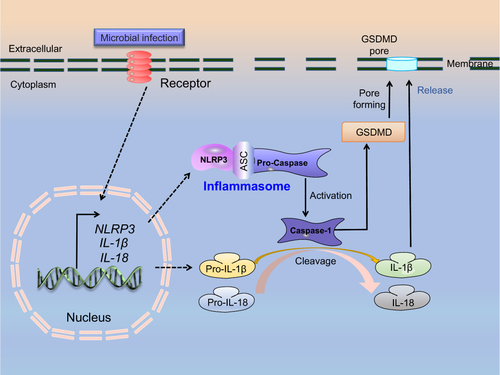 Figure 1 A schematic model depicting the activation process of cell pyroptosis.