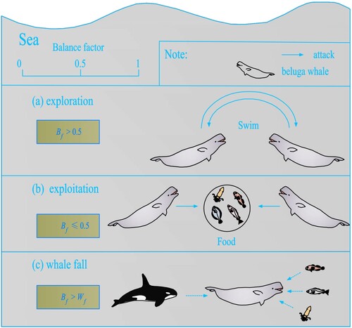 Figure 6. Beluga whale behaviors include (a) the exploration phase, (b) the exploitation phase, and (c) the whale fall phase (modified after Zhong, Li, and Meng Citation2022).