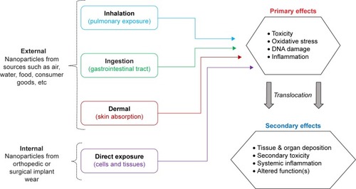 Figure 1 Routes and potential detrimental effects of nanoparticle exposure.