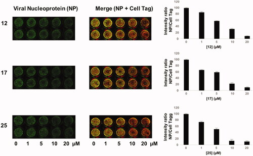 Figure 4. ICW assay on A549 cells infected with PR8 and treated with NBD derivatives 12, 17 and 25 (concentration range 1–20 μM). Left panel: The integrity of cell monolayer was revealed by Cell Tag on the 680 nm channel (red); viral NP expression on the 800 nm channel (green); merged images show the overlapping between viral protein and infected cells (yellow). Right panel. Fluorescence intensities determined by the Odyssey software and the ratios betwen NP and Cell Tag signal were calculated and averaged for duplicate wells. The values are shown as a function of compounds concentration. Error bars indicate s. d. The percentage (%) of fluorescence intensity was calculated respect to untreated infected cells (considered as 100%).