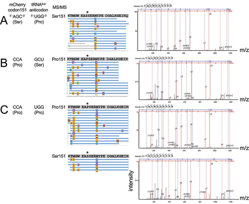 Figure 6. Tandem mass spectrometry analysis reveals Ser mis-incorporation in mistranslating cells at Pro151. MS/MS coverage of purified and trypsin digested mCherry variants is represented as a schematic with each blue bar representing an identified peptide. MS/MS spectra for representative peptide hits are shown (right). Cells co-expressing wild-type mCherry with a mutant tRNASerUGG (a) showed only Ser151 as expected. Cells co-expressing the mutant mCherry with a wild-type tRNASer (b) showed only Pro151. Mistranslation was readily detected in cells expressing both mutant mCherry and mutant tRNA (c) where multiple high-quality spectra were identified for peptides containing either Pro151 or Ser151.