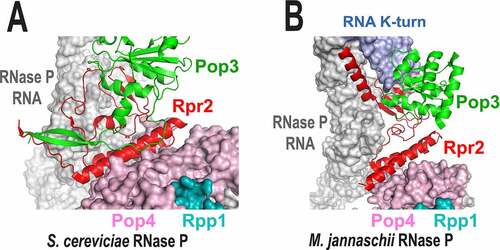 Figure 4. In both yeast (panel A) and archaeal (panel B) RNases P, protein Rpr2 (red) is sandwiched between Pop3 (green) and the rest of the RNP and is involved in extensive interactions with the RNA component (grey) and protein Pop4 (magenta). Archaeal protein Pop3 is involved in interactions with the K-turn RNA motif (blue in panel B) that is absent in the yeast RNase P. Panel a is based on 6ah3.pdb [Citation8]. Panel B is based on 6k0a.pdb; the structure of Methanocaldococcus jannaschii RNase P is shown [Citation17]. Shown names of archaeal proteins correspond to the names of their yeast homologues.