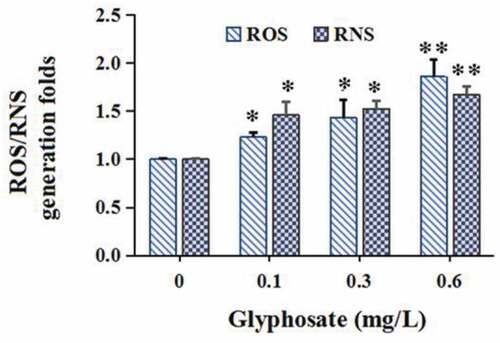 Figure 2. The effect of glyphosate on production of reactive oxygen species (ROS) and reactive nitrogen species (RNS)