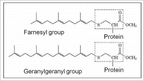 Figure 9. The 2 major molecules instrumental to Prenylation. See also Fig. 6 for the horseshoe-shaped configuration of farnesol.