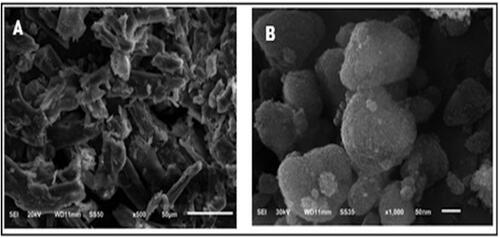 Figure 10. SEM image of (A) pure drug and (B) S-SNEDDS of BD14.