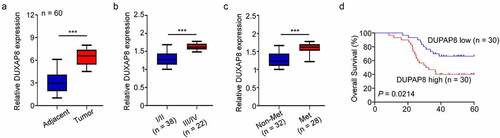 Figure 1. Elevation in DUXAP8 levels are connected to poor cancer prognosis in colon cancer (CC) patients, as evidenced by qRT-PCR. (a) enhanced DUXAP8 levels in CC tissues versus corresponding non-tumor samples. (b) elevated DUXAP8 expression in patients at III/IV stages versus I/II stages. (c) elevated DUXAP8 levels in patients with lymphatic metastasis than without lymphatic metastasis. (d) CC patients expressing higher DUXAP8 levels experience shorter overall survival (OS) than patients with low DUXAP8 levels. ***P < 0.001.