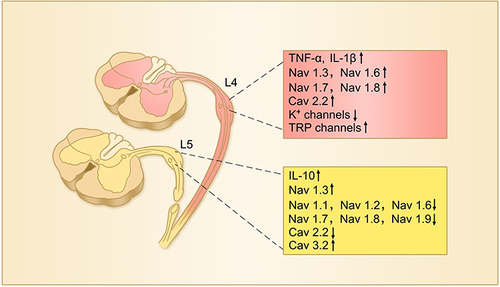 Figure 2 The changes in expression of TNF-α, IL-1β and IL-10 and various ion channels in injured and uninjured (intact) DRG neurons following peripheral nerve injury. In this L5-spinal nerve ligation model of neuropathic pain, L5 or both L5 and L6 spinal nerves are ligated and transected. Therefore, L5 DRG neurons are injured and L4 DRG neurons remain intact.Citation16