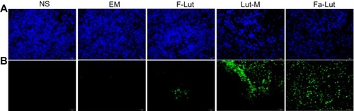 Figure 12 TUNNEL assay. Tumor cell apoptosis was studied by TUNNEL staining. (A) DAPI staining; (B) Tunnel staining. Comparing to the other groups, Fa-lut promoted more apoptosis in GL261 cells. Five groups of tumor tissues were all stained with DAPI.