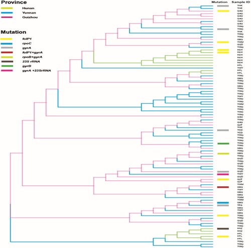 Figure 4. Phylogeny of wild-type and mutated strains from counties where drug resistance strains were detected. In counties where DR strains were detected, a phylogenetic relationship to local wild-type strains (94 strains) was examined based on their variable number tandem repeat genotypes. All branches are highlighted with four colours designate four provinces. Mutated strains are represented with coloured rectangle columns. Each sample information is represented with three letters, where the 1st, 2nd, and 3rd letter specifies province, city, and county respectively.