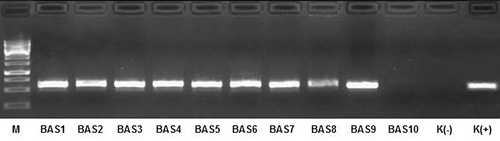 Figure 3. Electrophoretic analysis of PCR product using primers specific to the genus Clostridium (Chis150f/ClostIr). Description: M – DNA marker; BAS1-9 – isolates of bioaerosols from workplaces in waste sorting plant; BAS10 – isolate from outdoor background; K(-) – negative control; K(+) – positive control