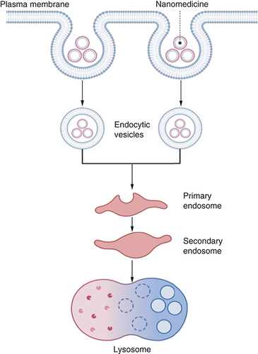 Figure 3. Showing mechanisms of endosomal escape.