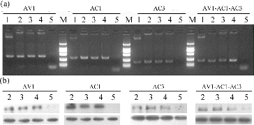 Figure 4. PCR and northern blot analyses of transgenic plants. (a) PCR analysis for the detection of specific gene fragment from four transgenic lines (AV1, AC1, AC3 and AV1-AC1-AC3). Lanes: positive control (plant expression vector) (1); transgenic plants (2–4); negative control (untransformed plant) (5); DNA marker DL2000 (M; from top to bottom 2000 bp, 1000 bp, 750 bp, 500 bp, 200 bp, 100 bp). (b) Northern blot analysis for the detection of siRNA accumulation in four transgenic lines (AV1, AC1, AC3 and AV1-AC1-AC3). Lanes: transgenic plants from (a) lanes 2–4, respectively (2–4); negative control (untransformed plant) from (a) lane 5 (5).