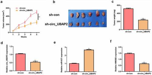 Figure 8. Circ_UBAP2 promotes OS tumor growth in vivo by regulating miR-637/HMGB2 axis.HOS cells stably transfected with sh-circ_UBAP2 or sh-con were subcutaneously injected into mice. a) Tumor volume was calculated. b) Representative pictures of tumor were presented. c) Tumor weight was calculated on the day mice were sacrificed. d) qRT-PCR was to detect the expression of circ_UBAP2. e) qRT-PCR was to detect the expression of miR-637. F) qRT-PCR was to detect the expression of HMGB2.