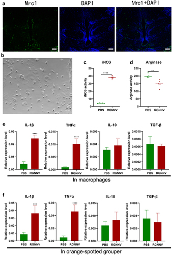 Figure 1. RGNNV induces polarization of grouper macrophages (a) Localization of macrophages in the grouper brain as indicated by in situ hybridization. Macrophages were located on the membrane surrounding the brain marketed by Mrc1 (green). Scale bars was 100 μm. (b) Primary cultured macrophages. (c) iNOS activities in RGNNV infected and uninfected macrophages (n = 4). (d) arginase activities in RGNNV infected and uninfected macrophages. (e) mRNA levels of cytokines in primary cultured grouper macrophages, include IL-1β, TNFα, IL-10, and TGF-β (n = 4). (f) mRNA levels of cytokines in vivo, include IL-1β, TNFα, IL-10, and TGF-β (n = 5). **p < 0.01, ***p < 0.001, ****p < 0.0001.