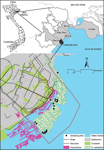 Figure 1. Map of the study area at Vinh Quang coast, Tien Lang district, Hai Phong city. For full color versions of the figures in this paper, please see the online version.